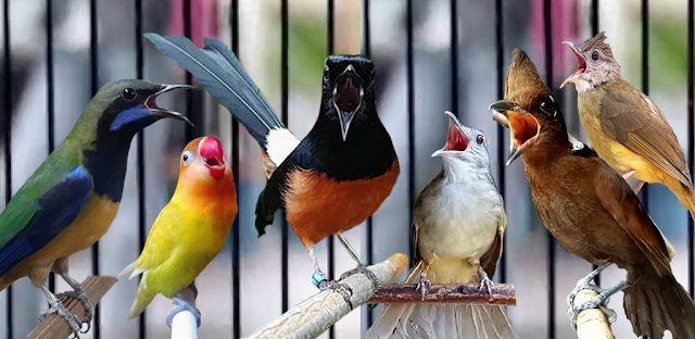 om kicau mp3 kolibri vs kenari
